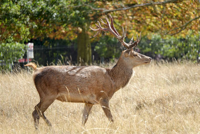 Side view of deer standing on land