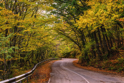 Road amidst trees