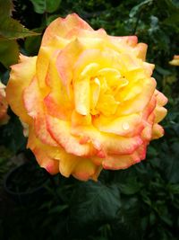 Close-up of yellow flower blooming outdoors