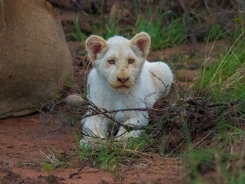 Close-up of a white lion cub