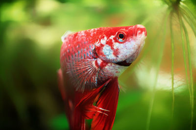 Close-up of fish swimming in aquarium