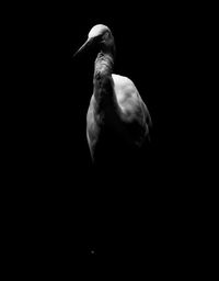 Close-up of bird against black background