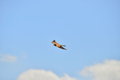 Low angle view of eagle flying against clear blue sky