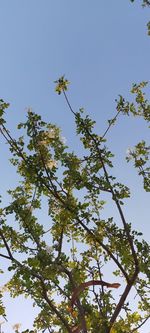 Low angle view of flowering plants against clear blue sky