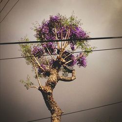 Low angle view of flowers