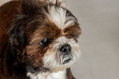 Close-up portrait of dog