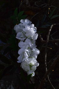 Close-up of white flowering plant