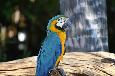 Close-up of parrot perching on wooden post