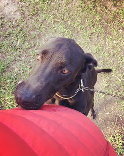 Black dog looking away
