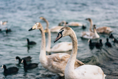 Close-up of swan swimming on lake