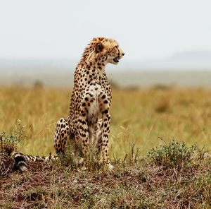 View of a cat looking away