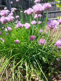 Close-up of pink flowers blooming