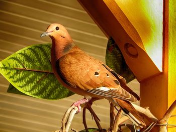 Close-up of bird perching