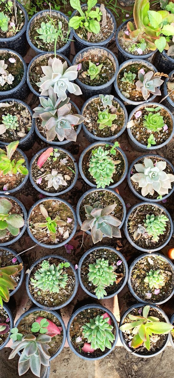 HIGH ANGLE VIEW OF SUCCULENT PLANTS IN POT