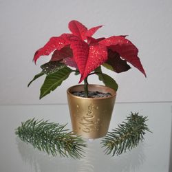 Close-up of plant on table against wall