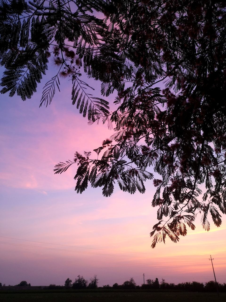 tree, sunset, sky, plant, beauty in nature, nature, scenics - nature, landscape, environment, silhouette, tranquility, dawn, cloud, tranquil scene, land, pink, no people, evening, twilight, sun, outdoors, idyllic, dramatic sky, branch, rural scene, travel destinations, non-urban scene, growth, afterglow, travel, sunlight, purple, field, horizon, leaf, multi colored, water, orange color, plant part, romantic sky