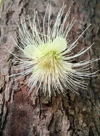 Close-up of dandelion on tree