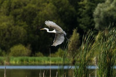 Bird flying over lake