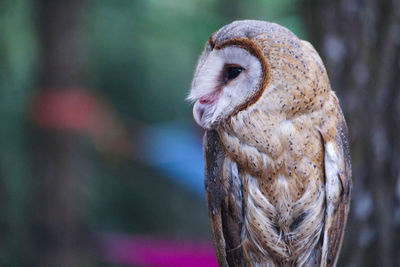 Close-up of owl