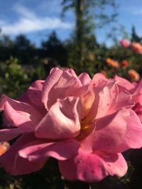 Close-up of pink flowers blooming outdoors