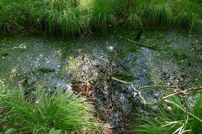 Scenic view of lake in forest