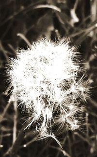 Close-up of flower against blurred background