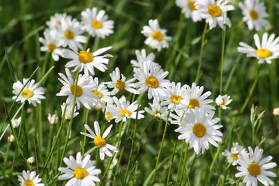 Close-up of white daisy flowers