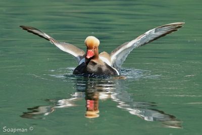 Bird in water