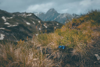 Blue gentian flowers in a wild alpine landscape against mountain range