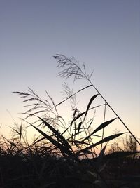 Bare trees against clear sky at sunset