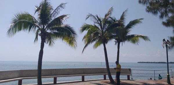 Palm trees on beach against sky