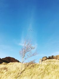 Plants growing on land against blue sky