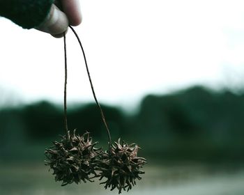Close-up of hand holding plant against sky