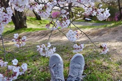 Low section of cherry blossoms on field