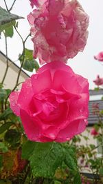 Close-up of pink rose blooming outdoors