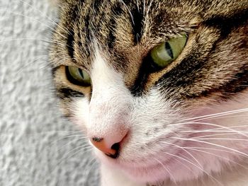 Close-up portrait of a cat