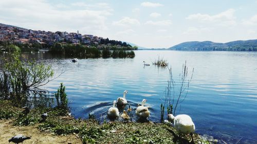 View of swan swimming in lake