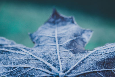 Close-up of dry leaves on snow