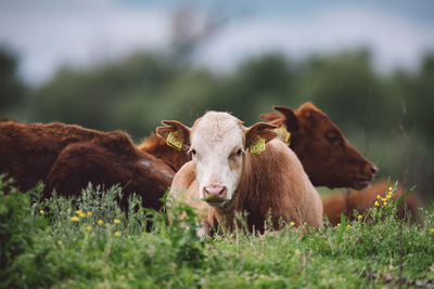 Cows in a field