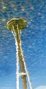 Low angle view of plant against sky