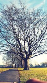 Bare tree against sky