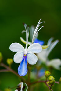 Close-up of purple flowering plant