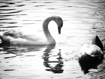 Two swans in lake