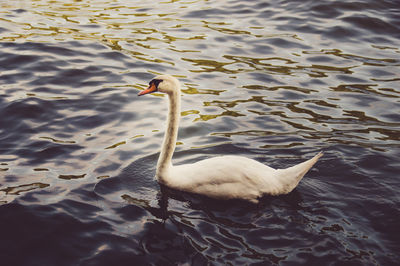 Swan swimming on lake