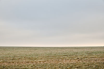 Scenic view of agricultural field against clear sky