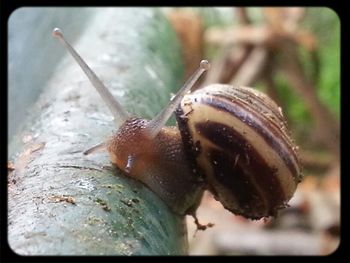 Close-up of snail on white surface