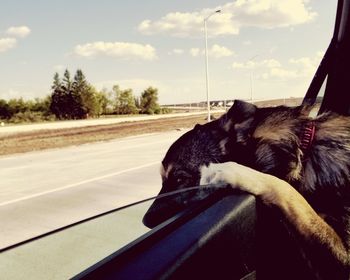 Dog relaxing on road against sky