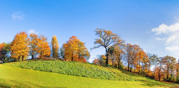 Autumn trees on field against blue sky