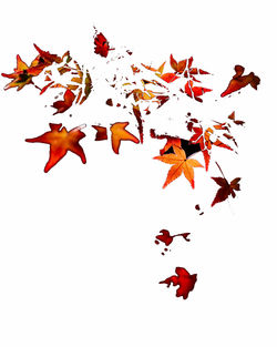 Red leaves on white background