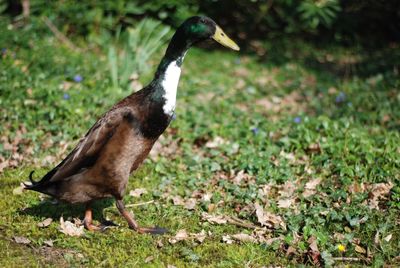 Side view of a bird on land